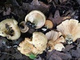 Lactarius psammicola image