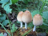 Coprinellus domesticus image