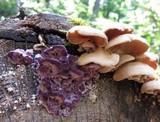 Chondrostereum purpureum image