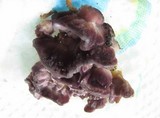 Chondrostereum purpureum image