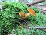 Gyroporus castaneus image