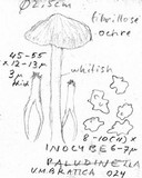 Inocybe mixtilis image