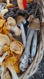 Amanita elongatior image