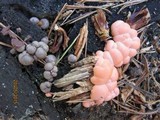 Lycogala epidendrum image