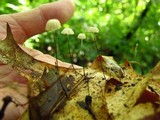 Marasmius capillaris image