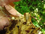 Marasmius capillaris image