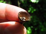 Cyathus helenae image