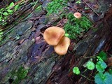 Tricholomopsis flammula image