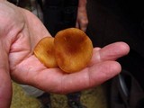 Tricholomopsis flammula image