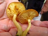 Tricholomopsis flammula image