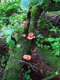 Tricholomopsis flammula image