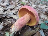 Boletus pallidoroseus image
