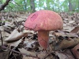 Boletus pallidoroseus image
