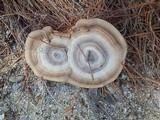 Coltricia perennis image