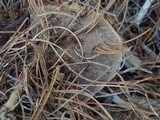 Coltricia perennis image