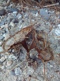 Coltricia perennis image