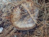 Coltricia perennis image