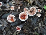 Hydnellum peckii image