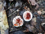 Hydnellum peckii image