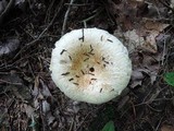 Lactarius deceptivus image