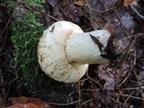 Lactarius deceptivus image