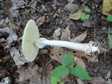 Amanita brunnescens image