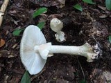 Amanita brunnescens image