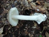 Amanita sect. Vaginatae image