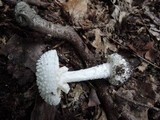 Amanita abrupta image