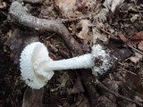 Amanita abrupta image