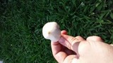 Conocybe apala image