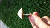 Conocybe apala image