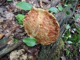 Boletus russellii image