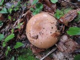 Russula compacta image