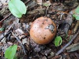 Russula compacta image