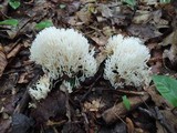 Ramariopsis kunzei image