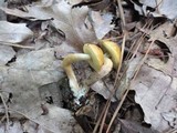 Leccinum longicurvipes image