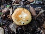 Lactarius croceus image