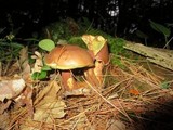 Imleria badia image