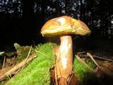 Imleria badia image
