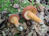 Lactarius volemus image