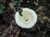 Lactarius subvellereus image