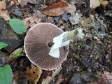Agaricus silvicola image