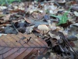 Marasmius capillaris image