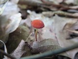 Marasmius sullivantii image