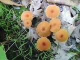Laccaria bicolor image