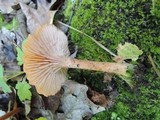 Laccaria bicolor image