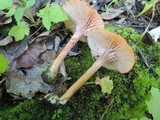 Laccaria bicolor image