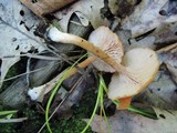 Laccaria bicolor image