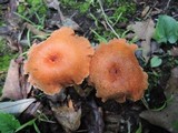 Laccaria bicolor image